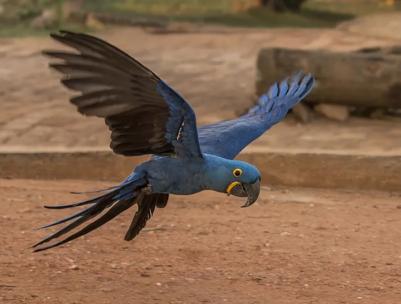 Feathers Near the Angel's Trumpet: Why Avian Entheogen Exposure Is Veterinary Toxicology's Quietest Blind Spot