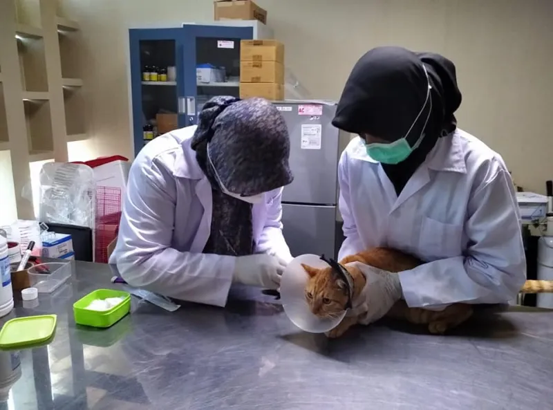 Improvised Protocols and Empty Textbooks: Inside the Exotic Animal Clinic's Psychedelic Data Gap
