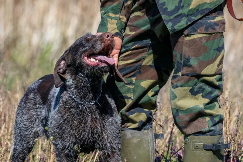 Consent, Combat Stress, and Controlled Substances: Why the K9 PTSD Question Deserves a Framework Before It Deserves an Answer