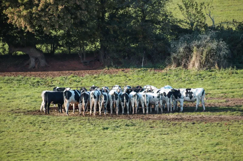 A Century Before LSD: How Livestock Veterinarians Mapped Serotonin Receptor Toxicology in the Feed Bunk