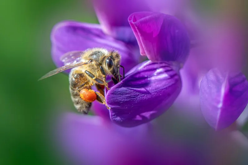 Small Minds, Big Questions: Rethinking Invertebrate Welfare When Bees Visit the Passionflower