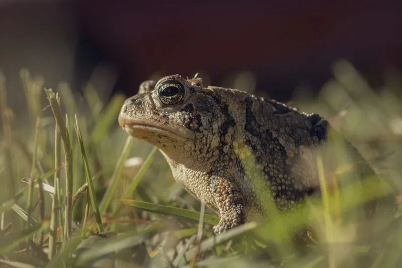 Amphibians at the Margins: What the 5-MeO-DMT Boom Means for the Sonoran Desert Toad