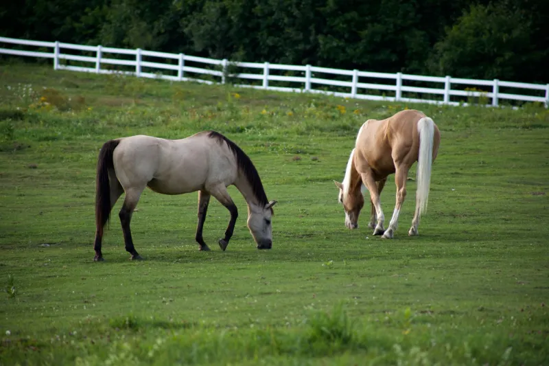 Uncontrolled Variables in the Barn Aisle: What Hemp Country's Horses Are Teaching Equine Toxicologists