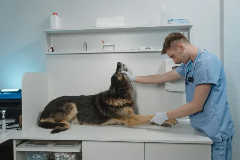 Serotonin, Species, and Wishful Thinking: What Veterinary Medicine Should — and Shouldn't — Take from Psychedelic Drug Development